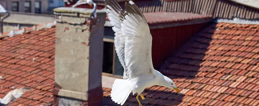 Residential Chimney Animal Removal Solution in La Marque, TX
