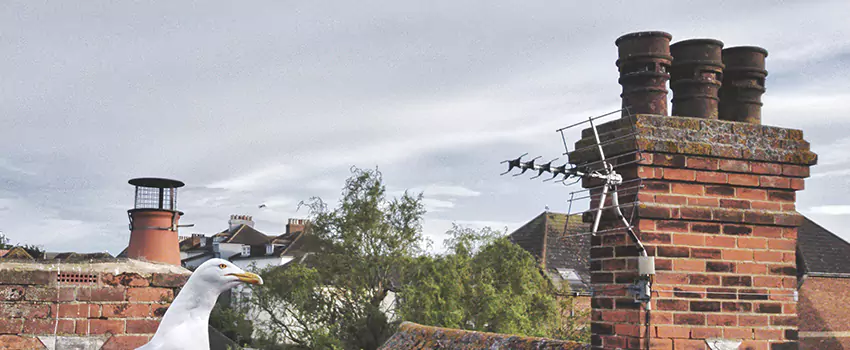 Chimney Cleaning And Restoration in La Marque, Texas